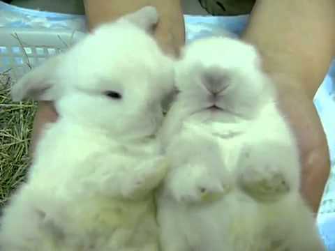 Bunny Hugs And Nuzzles
