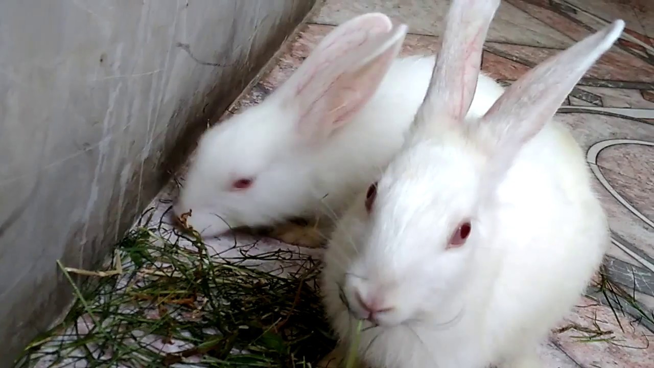 Rabbit - A Funny And Cute Bunny Rabbit Video