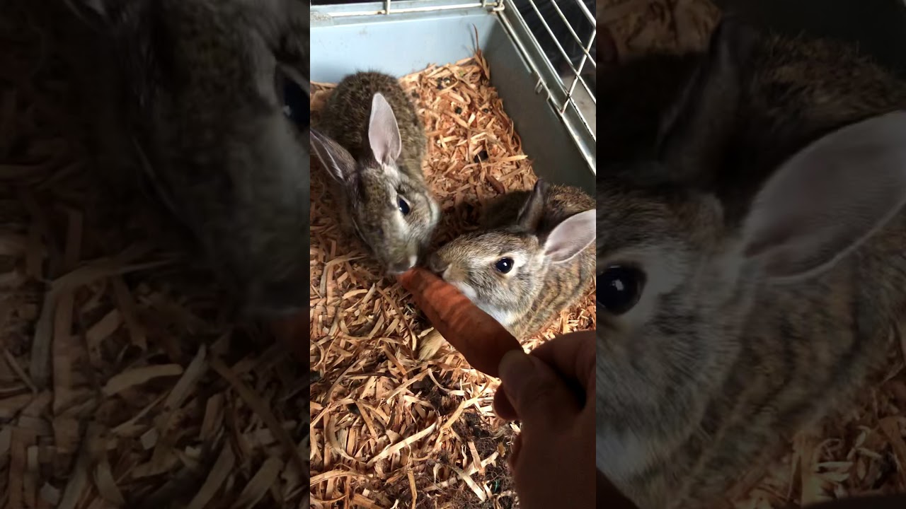 Conejitos bebés comiendo una zanahoria crujiente/ Cute baby bunnies eating a crispy carrot 🥕🐰😍