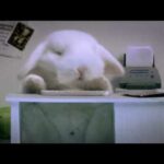 cute bunnies in office FUNNY