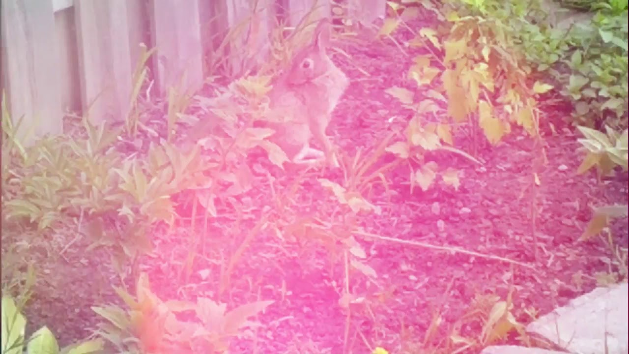 Cute Bunny Rabbit in my Backyard