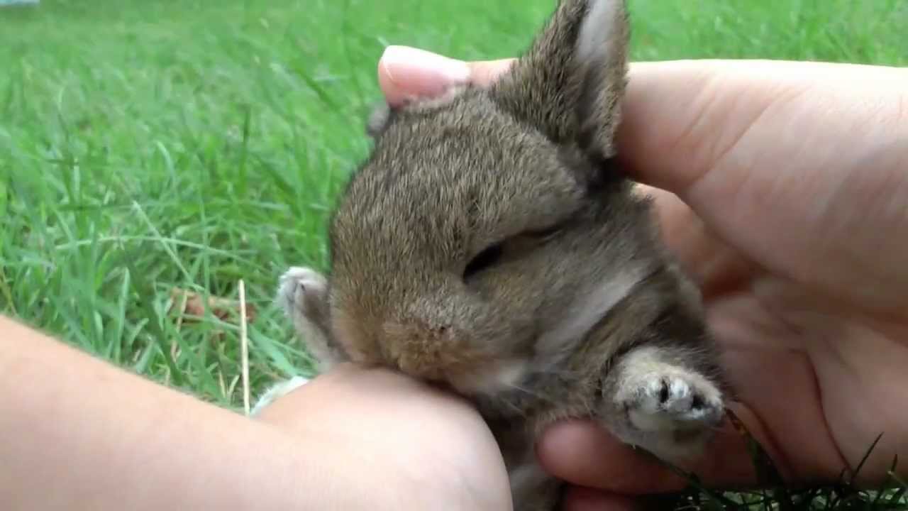 baby bunny kisses ♥
