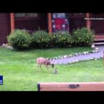 Baby Deer Meets Bunny in What Might be the Cutest Video of 2015