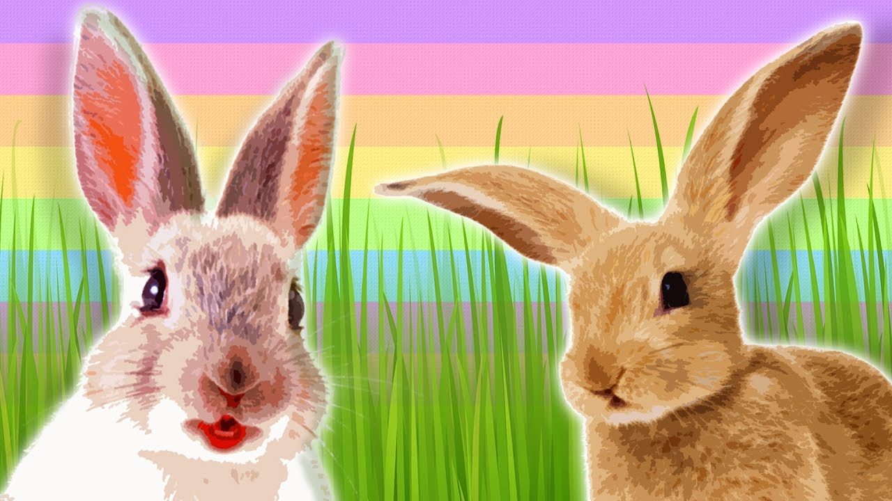 Bunnies for Kids - Rabbits and Hares - Animals for Kids - Rabbit Facts