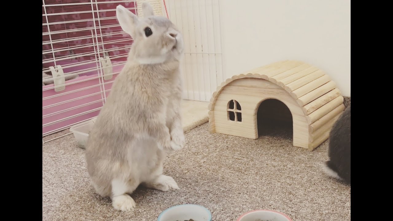 Cute Bunny Party Trick - Level 1 - Netherland Dwarf Rabbits