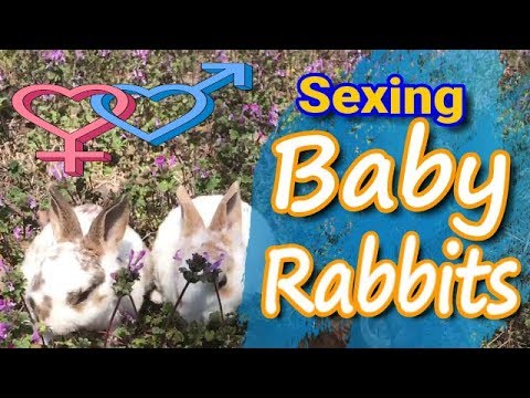 Baby Rabbit Gender: How to sex bunnies (2018)