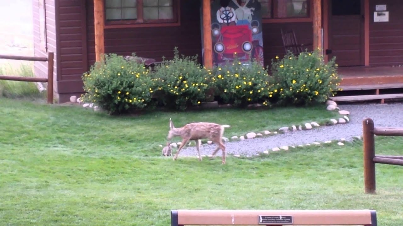 YMCA of the Rockies - Deer and Bunny Playing