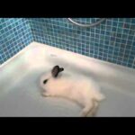 Cute bunny rolling into the shower
