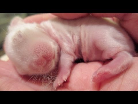 Holding a Newborn Baby Bunny