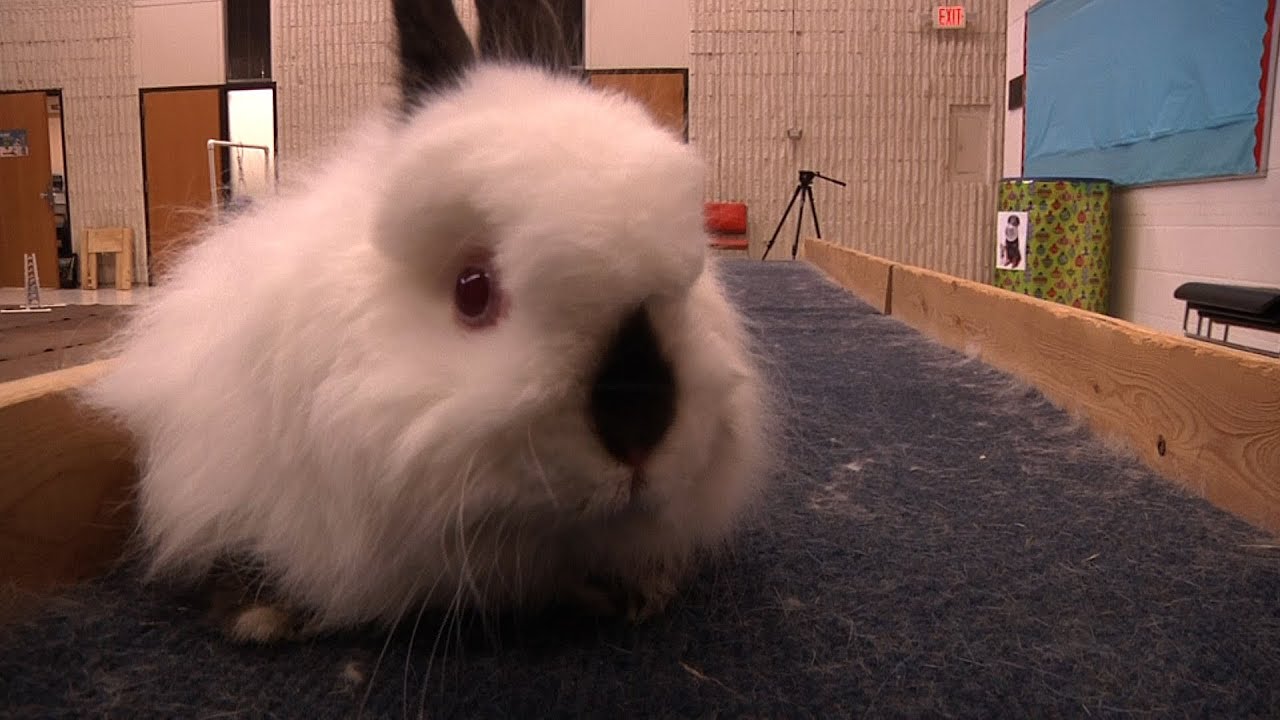 My Little Olympian - Cute Bunny Obstacle Course Video