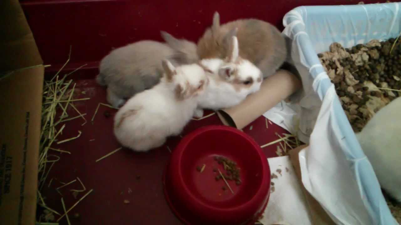Baby Bunnies having fun and annoying their mom