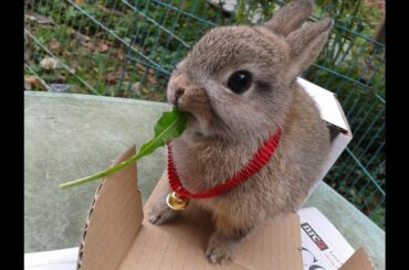 Running! Jumping! Cute Netherland Dwarf Bunnies playing in the garden