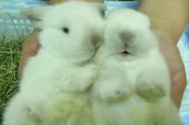 Bunnies Being Cute