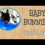 Baby Bunnies - 1 to 21 days