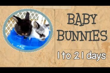 Baby Bunnies - 1 to 21 days