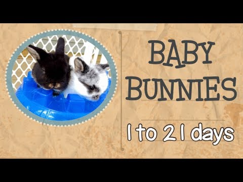 Baby Bunnies - 1 to 21 days