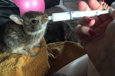 Baby Bunny drinking Goat's Milk