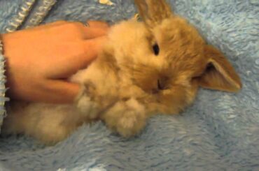 Miniature lop eared bunny - QQ Summer - Getting a good massage 2