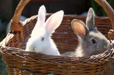 Easter Bunny Babies in a Basket