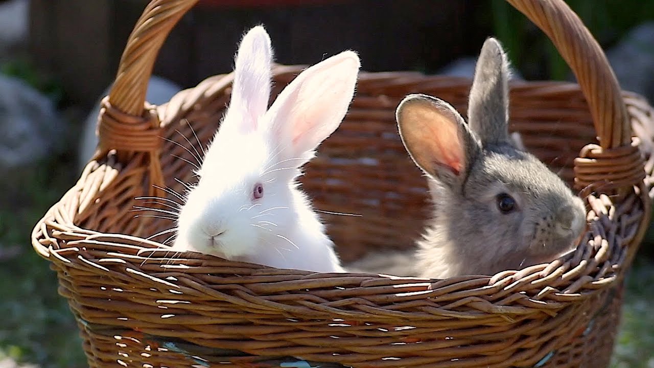 Easter Bunny Babies in a Basket
