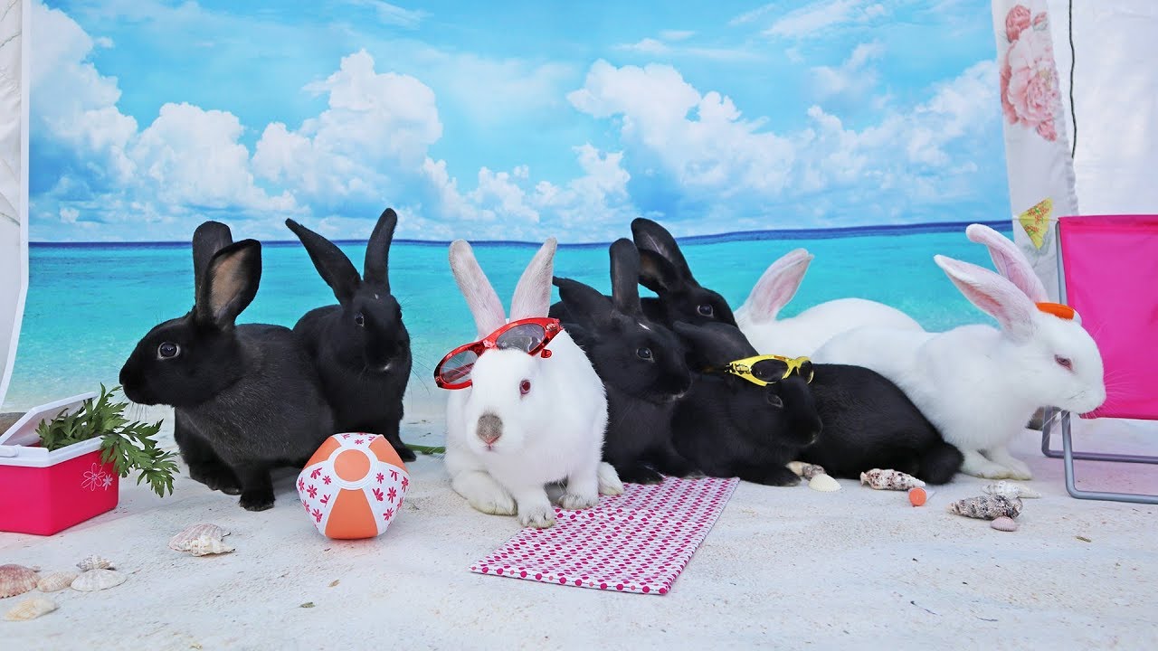 Eight Cute Bunnies Chilling on the Beach!