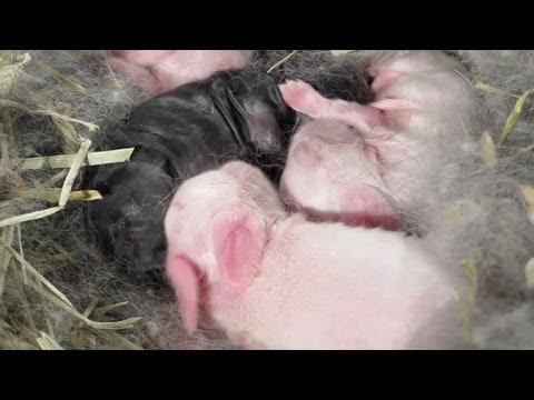 3 Day Old Baby Bunnies!