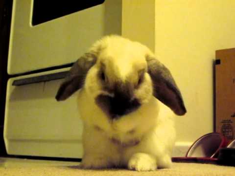 Cute bunny washing her face and ears!!!