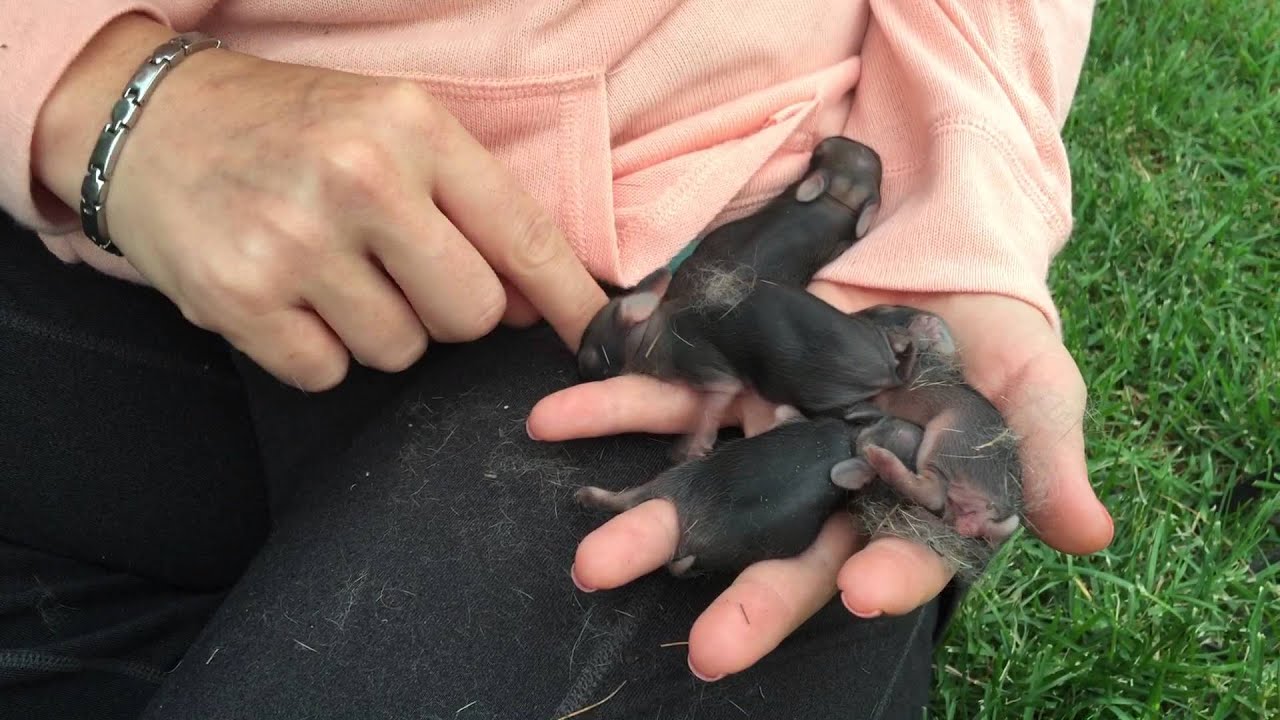 Cute Day Old Cottontail Bunnies