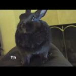 The Cutest Bunny Sneeze Ever