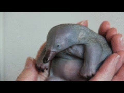 STRANGEST and Cutest Baby Animals