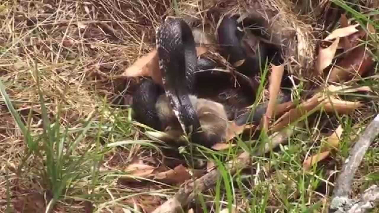 Rabbit Vs Snake.  Momma Rabbit save babies - Original Video