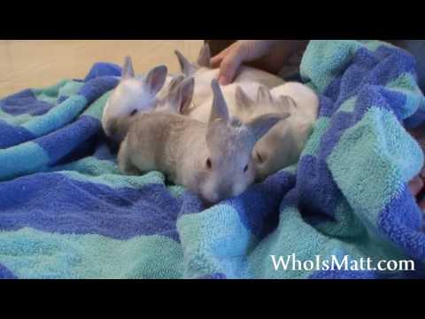 20 Day Old Bunnies