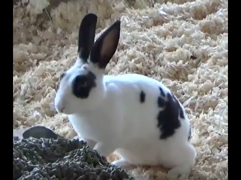 CUTE BUNNY RABBIT COUNT - KIDS Count 60 Rabbits