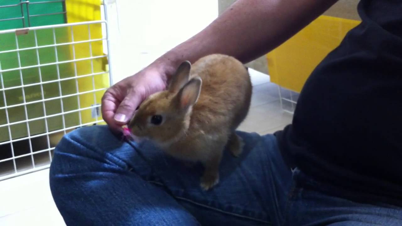Cute Bunny Rabbit Eating Camellia from hand !!Netherland Dwarf