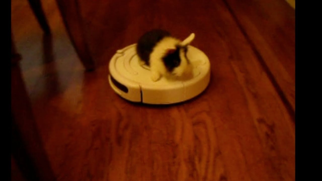 Cute Bunny Rides A Roomba