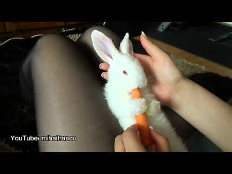 Cute Bunny enjoying Carrot