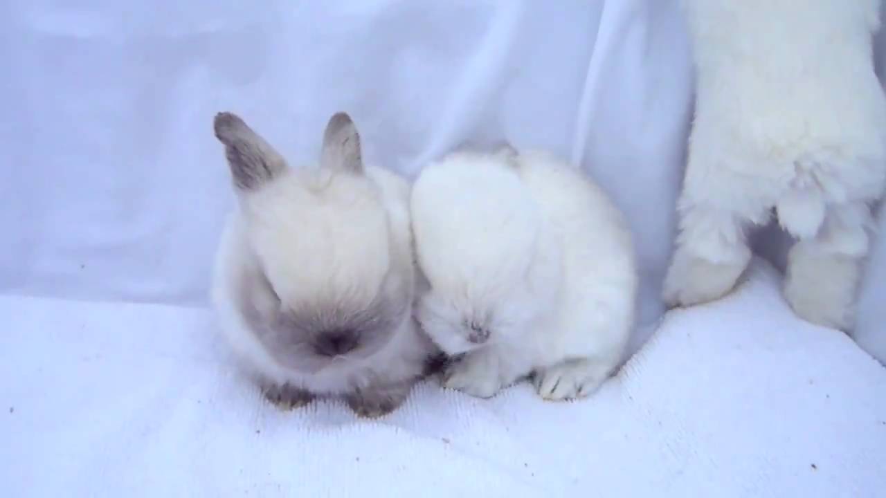 EPIC CUTENESS - washing baby bunnies!!!