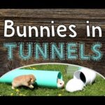 Bunnies in Tunnels