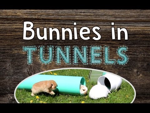 Bunnies in Tunnels