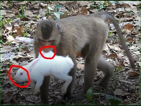 This monkey is playing with rabbits