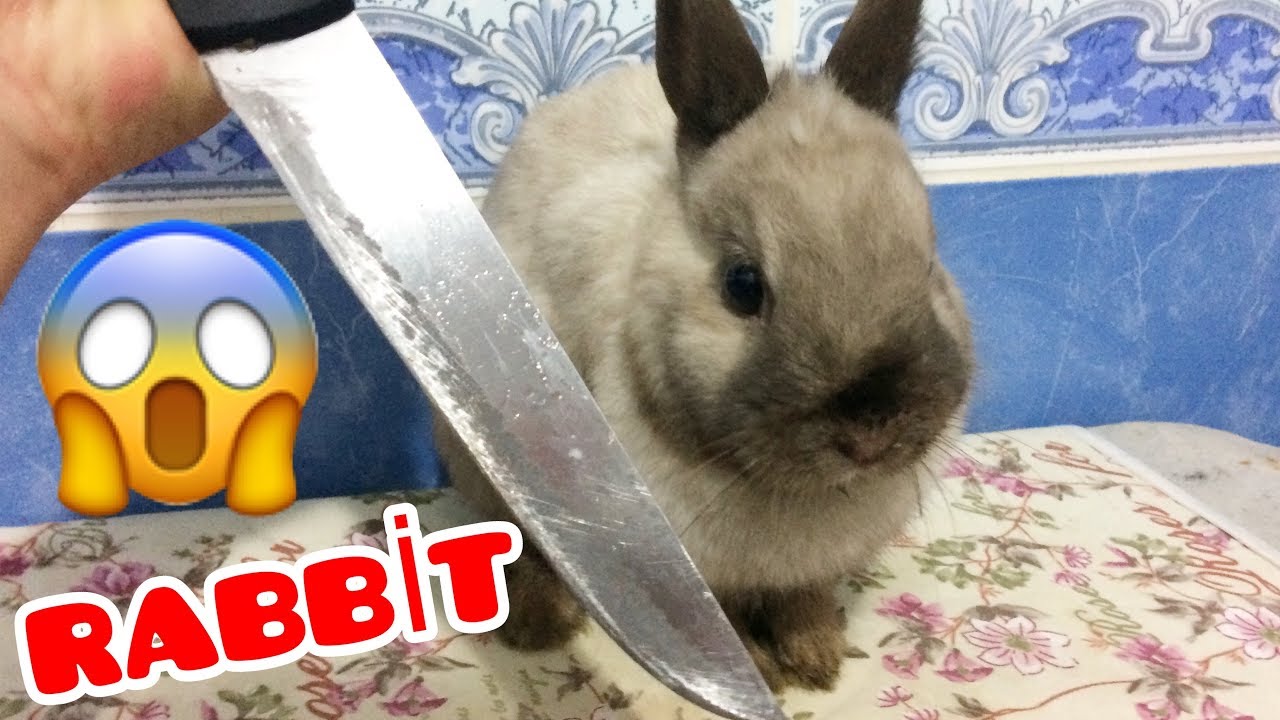 Cute Rabbits Eating / Rabbit Asmr cute bunny videos 2019 !