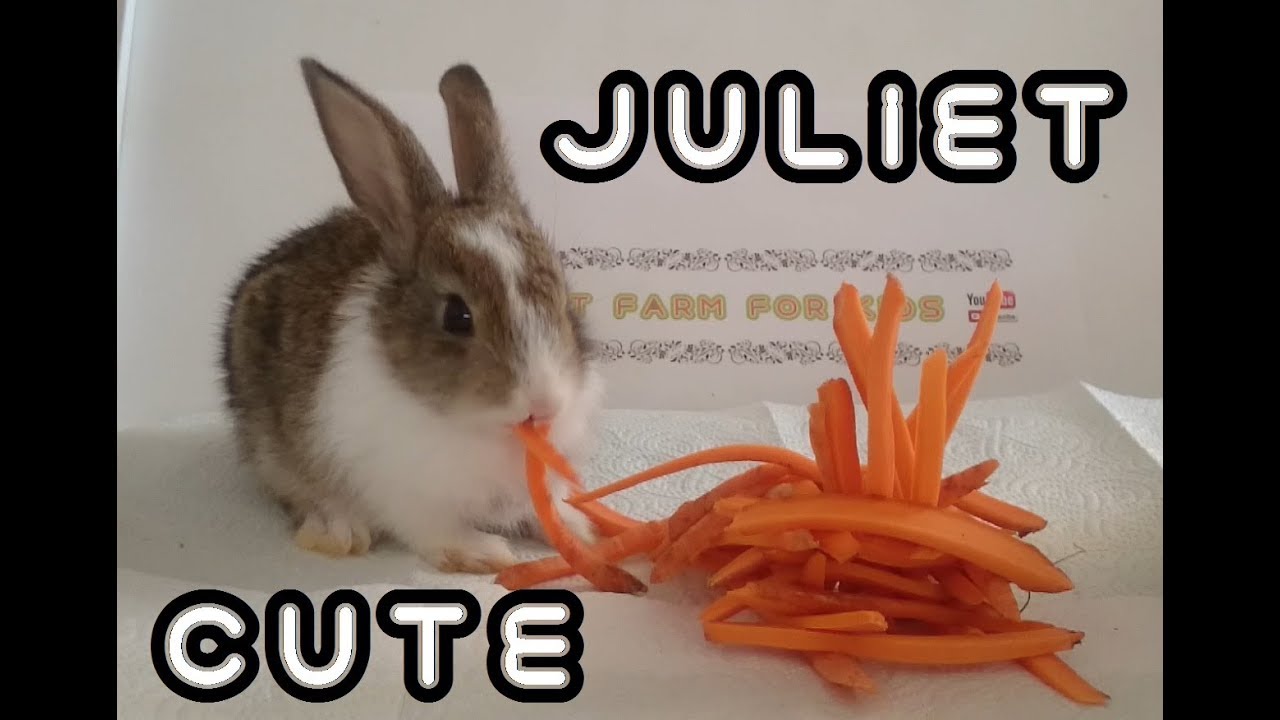 Cute rabbits Romeo and Juliet - rabbit eats carrot