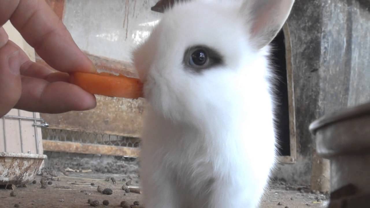 Cute Baby Rabbit 새끼토끼 식사시간 Part 1