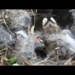 Cute Bunny Videos Compilation | Rabbit-pet bunny's first babies |  Beautiful baby bunnies Wildlife