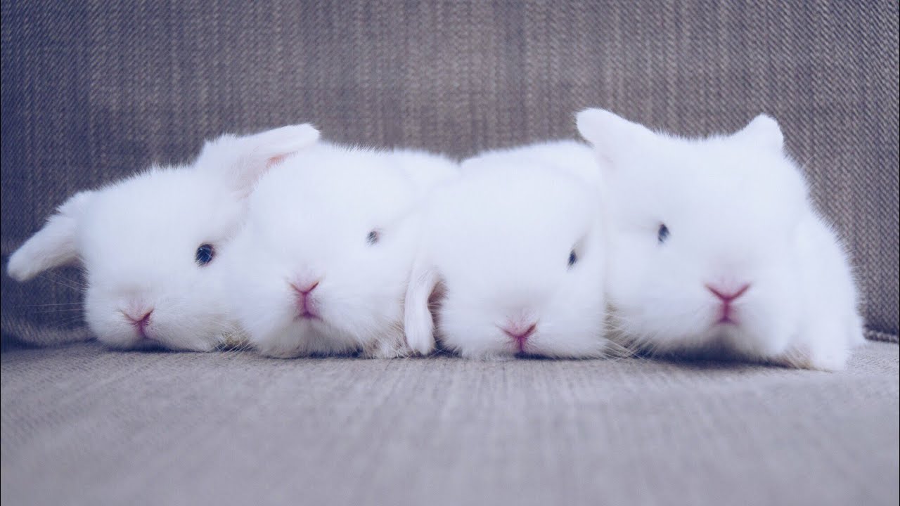 Baby Blue Eyed White Bunnies Waking Up