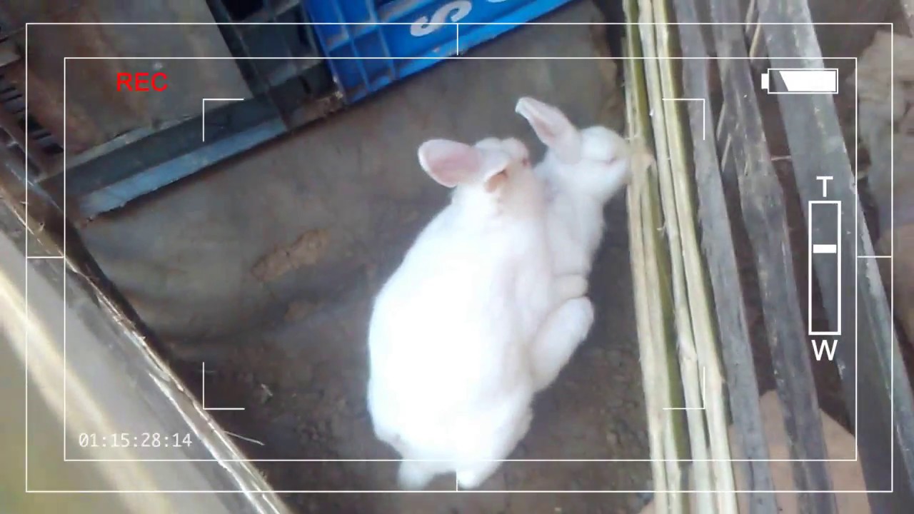 Rabbit - A Funny And Cute Bunny Rabbit Video Compilation |  rabbit proof fence reconciliation |