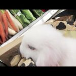 Bunny Goes Shopping! xD