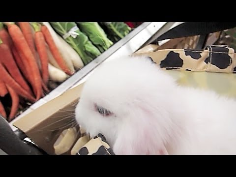 Bunny Goes Shopping! xD