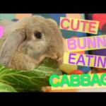ASMR Cute Bunny Goes Crazy for Cabbage
