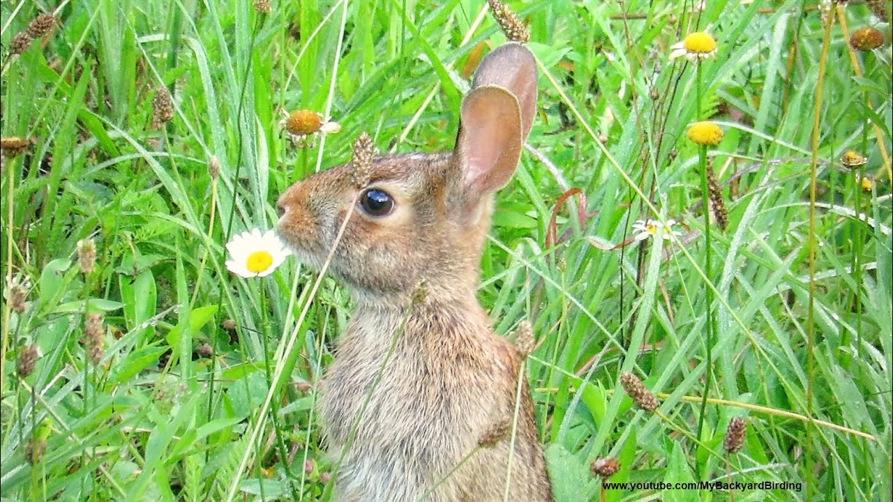 Wild Rabbit Twitching Nose In A Meadow
